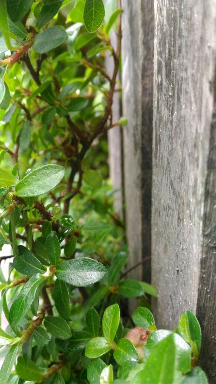 請問這是什麼植物？