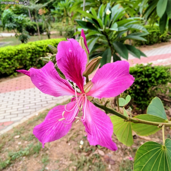 朱槿 紫荊 黃鐘花 台南市永康區忠孝運動公園 11月12號