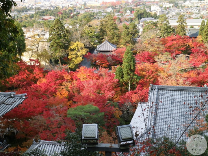 「京都の紅葉」--2017 京都賞楓整理