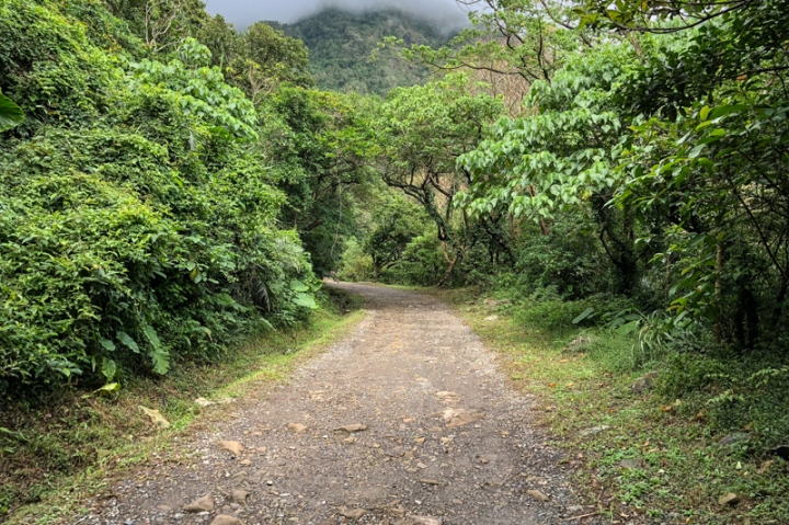 [亂拍照] 草嶺古道芒花季 (宜蘭大里-草嶺古道-埡口-桃源谷步道)