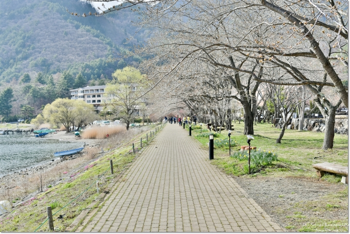 [日本富士山環山之旅]-山梨-河口湖北岸-欣賞富士山景點總整理