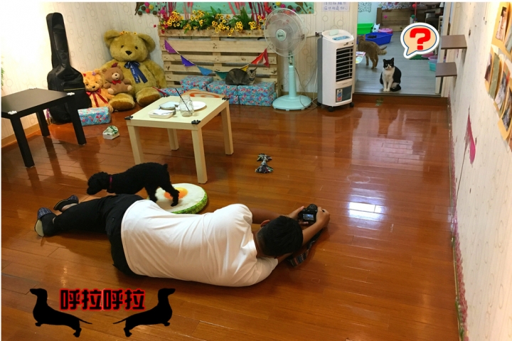 [高雄-苓雅-食記]狗鼻子貓耳朵．寵物餐廳-店狗店貓都很認真上班的溫馨寵物餐廳