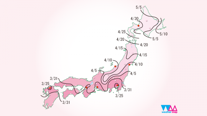 ＜日本＞教你如何看到滿開的夢幻櫻花海