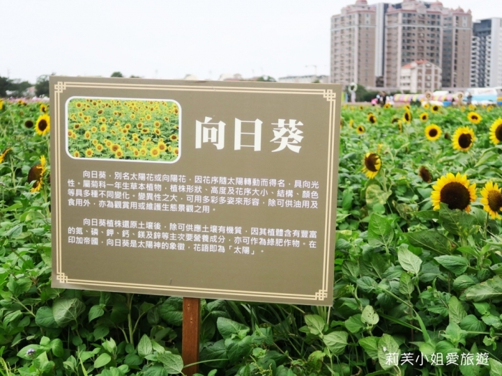 [旅遊] 2017 桃園花彩節萬坪花卉/玩偶公仔/免費小火車及旋轉木馬 (11/4~11/12)