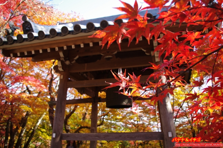 「京都の紅葉」--2017 京都賞楓整理