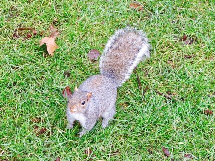 【London.走跳】英國倫敦海德公園散步與白金漢宮衛兵交接儀式