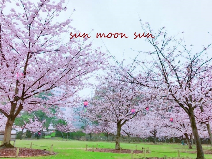 ＜日本＞教你如何看到滿開的夢幻櫻花海