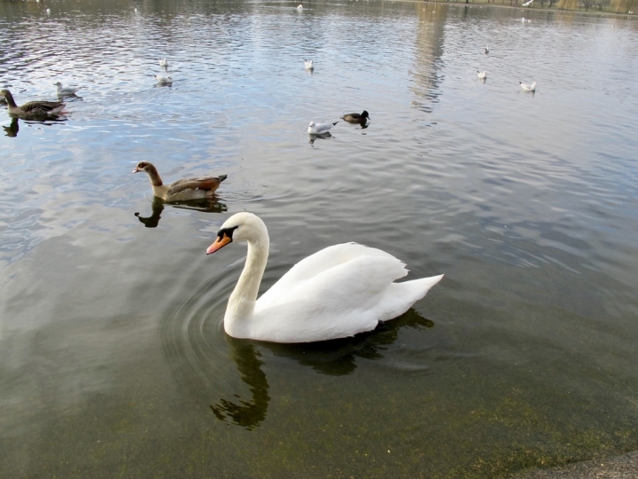 【London.走跳】英國倫敦海德公園散步與白金漢宮衛兵交接儀式