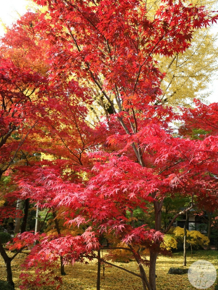 「京都の紅葉」--2017 京都賞楓整理