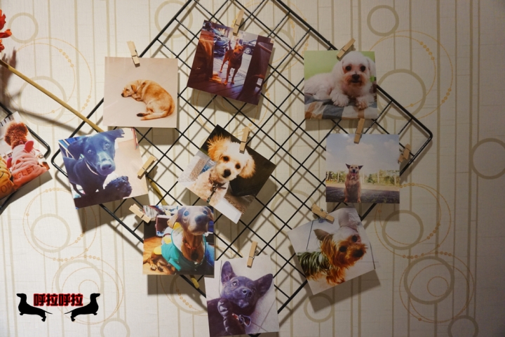 [高雄-苓雅-食記]狗鼻子貓耳朵．寵物餐廳-店狗店貓都很認真上班的溫馨寵物餐廳