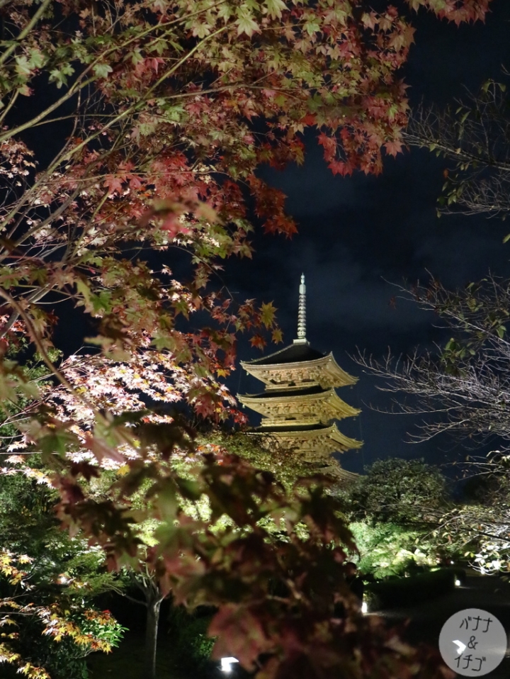 「京都の紅葉」--2017 京都賞楓整理