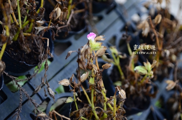 ［南投仁愛。景點］小瑞士花園－清境農場周邊順遊景點｜搭公車遊南投 Day1