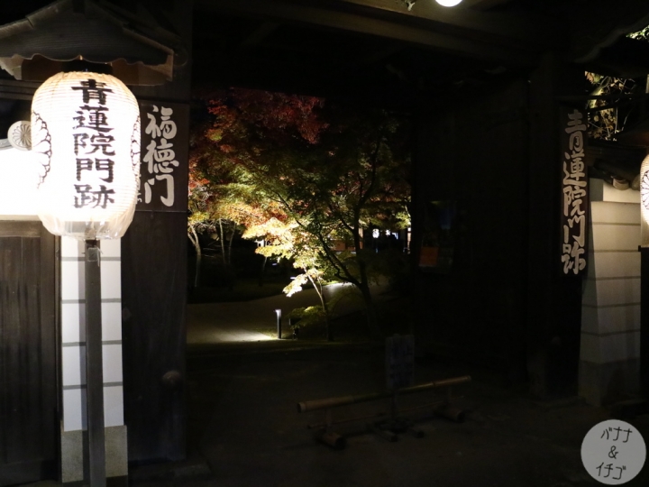 「京都の紅葉」--2017 京都賞楓整理
