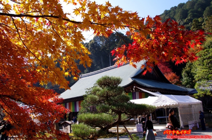 「京都の紅葉」--2017 京都賞楓整理