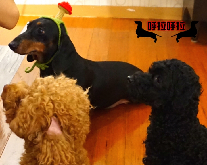 [高雄-苓雅-食記]狗鼻子貓耳朵．寵物餐廳-店狗店貓都很認真上班的溫馨寵物餐廳