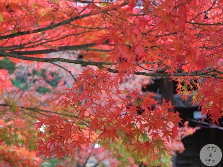 「京都の紅葉」--2017 京都賞楓整理