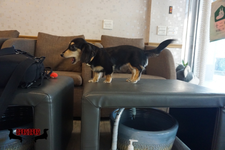 [高雄-苓雅-食記]狗鼻子貓耳朵．寵物餐廳-店狗店貓都很認真上班的溫馨寵物餐廳