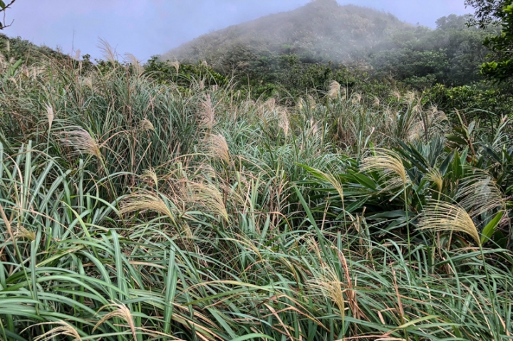 [亂拍照] 草嶺古道芒花季 (宜蘭大里-草嶺古道-埡口-桃源谷步道)