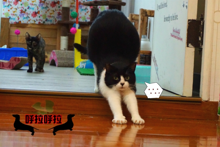 [高雄-苓雅-食記]狗鼻子貓耳朵．寵物餐廳-店狗店貓都很認真上班的溫馨寵物餐廳