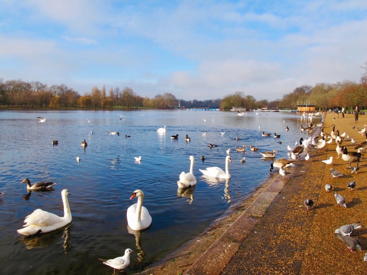 【London.走跳】英國倫敦海德公園散步與白金漢宮衛兵交接儀式