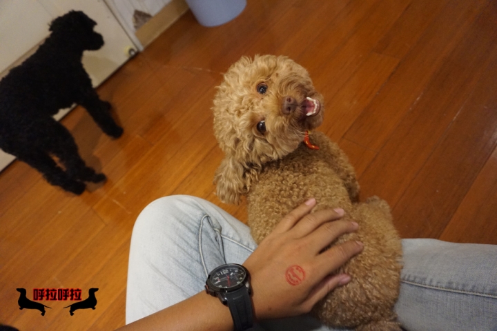 [高雄-苓雅-食記]狗鼻子貓耳朵．寵物餐廳-店狗店貓都很認真上班的溫馨寵物餐廳