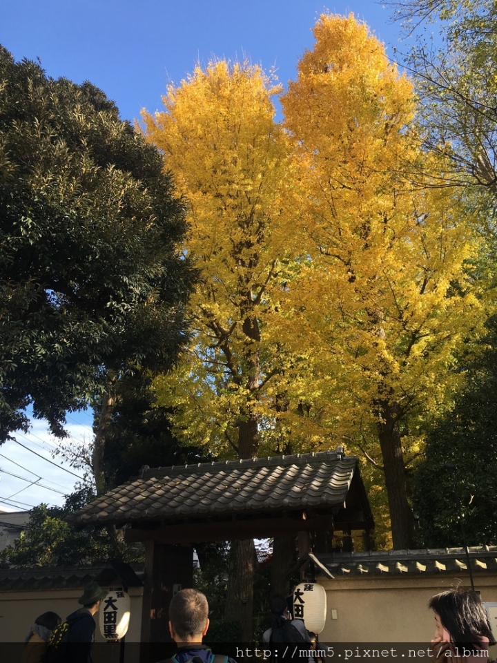 【玩】日本 東京/荻窪 大田黑公園 2017賞楓私房景點