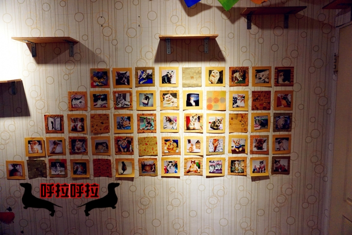 [高雄-苓雅-食記]狗鼻子貓耳朵．寵物餐廳-店狗店貓都很認真上班的溫馨寵物餐廳