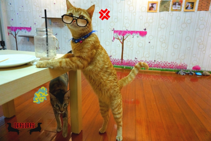 [高雄-苓雅-食記]狗鼻子貓耳朵．寵物餐廳-店狗店貓都很認真上班的溫馨寵物餐廳