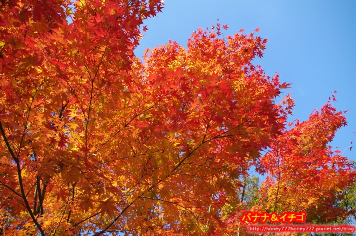 「京都の紅葉」--2017 京都賞楓整理