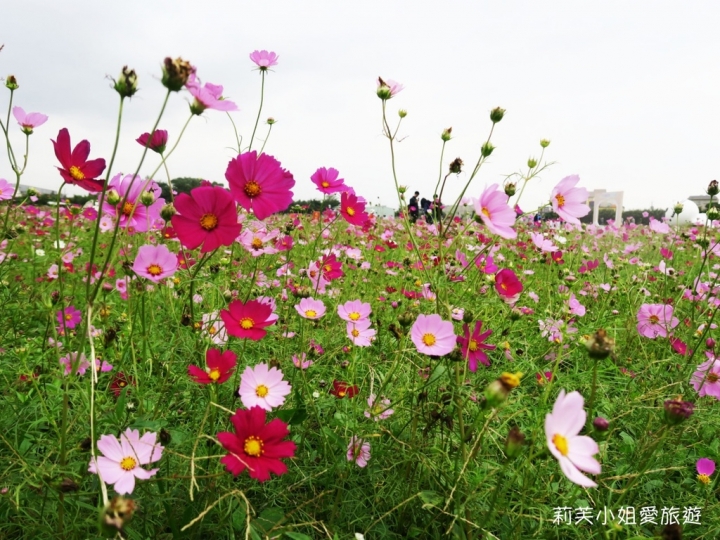[旅遊] 2017 桃園花彩節萬坪花卉/玩偶公仔/免費小火車及旋轉木馬 (11/4~11/12)