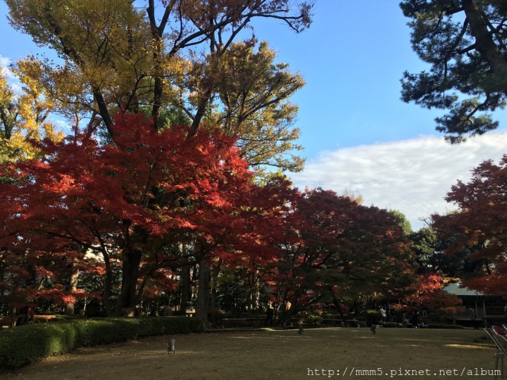 【玩】日本 東京/荻窪 大田黑公園 2017賞楓私房景點