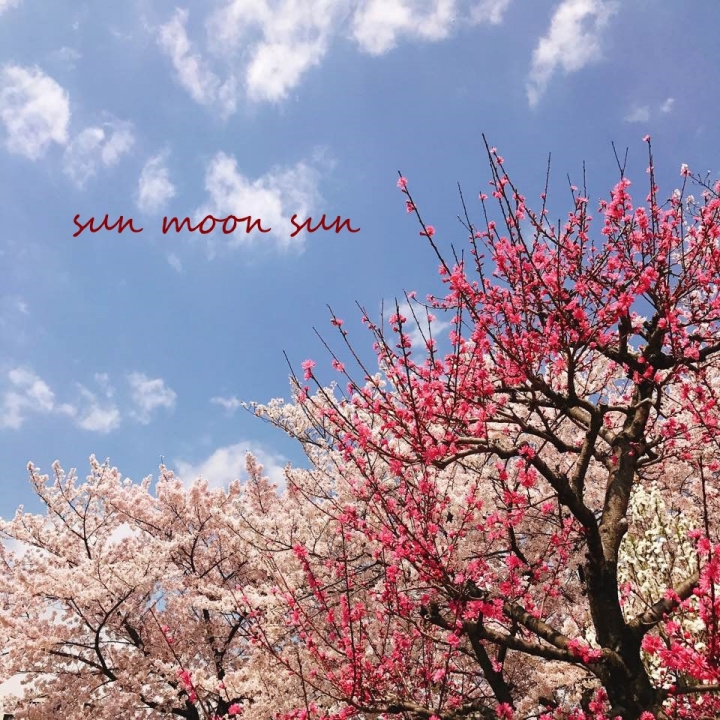 ＜日本＞教你如何看到滿開的夢幻櫻花海