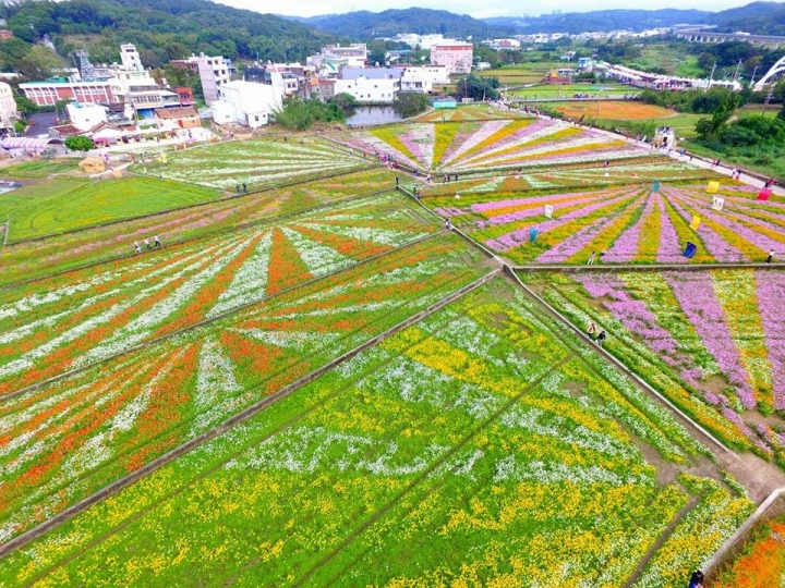 [旅遊] 2017 桃園花彩節萬坪花卉/玩偶公仔/免費小火車及旋轉木馬 (11/4~11/12)