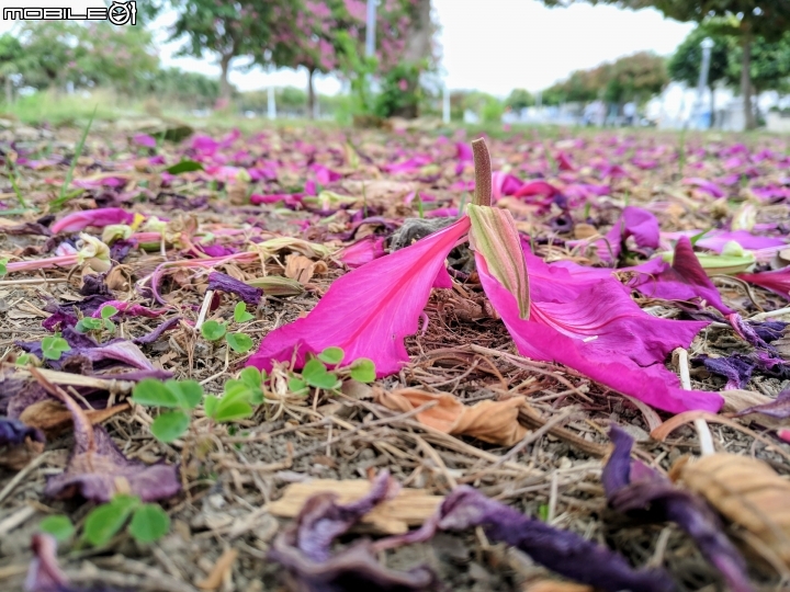 艷紫荊 台南市安平區港濱歷史公園 12/16