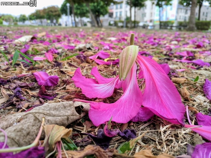 艷紫荊 台南市安平區港濱歷史公園 12/16