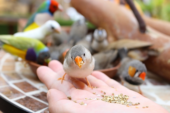【東京‧巢鴨】一邊看著可愛的鳥兒們一邊品嘗「鳥甜點」!
