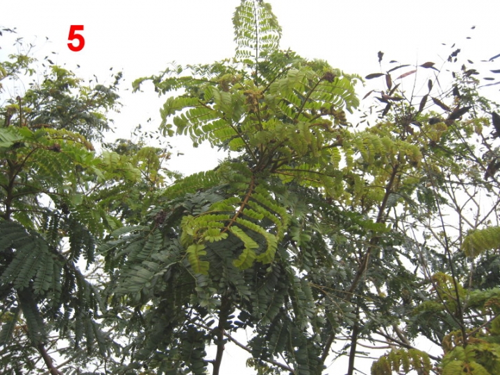 請問這5種植物名稱，謝謝！