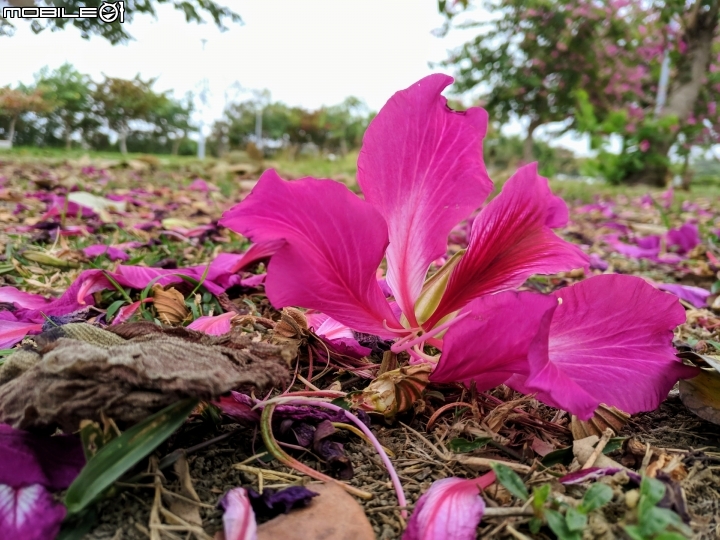 艷紫荊 台南市安平區港濱歷史公園 12/16