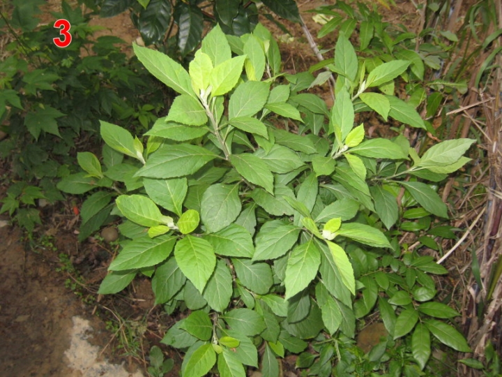 請問這5種植物名稱，謝謝！