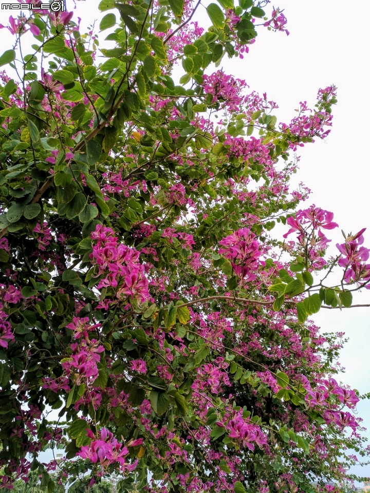 艷紫荊 台南市安平區港濱歷史公園 12/16