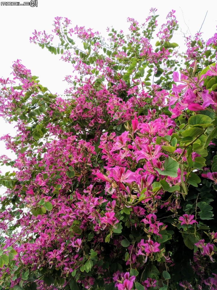 艷紫荊 台南市安平區港濱歷史公園 12/16