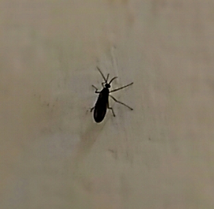 請問昆蟲達人?