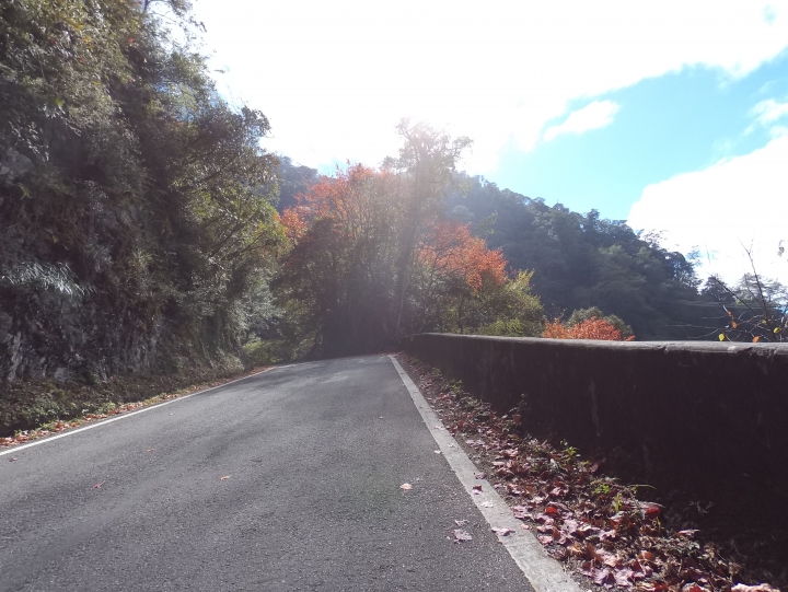 粉嶺族~台中直達大雪山聖誔賞楓團~142k