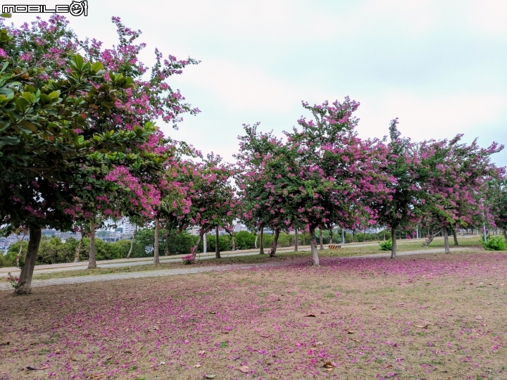 艷紫荊 台南市安平區港濱歷史公園 12/16