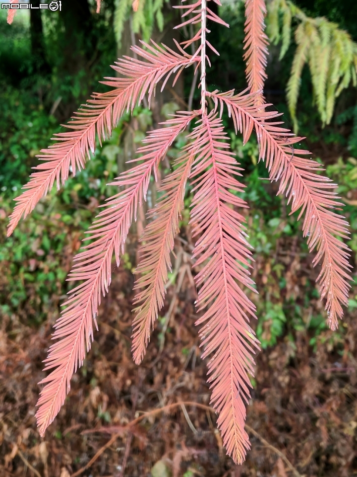 落羽松 台南市六甲區菁埔埤 12/24
