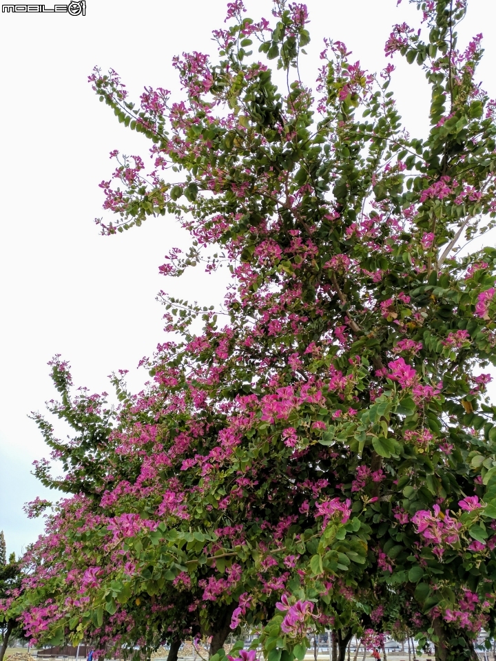 艷紫荊 台南市安平區港濱歷史公園 12/16