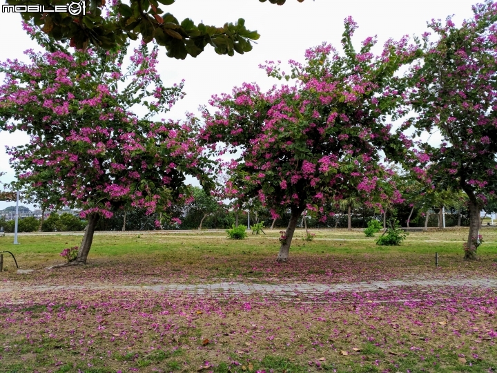 艷紫荊 台南市安平區港濱歷史公園 12/16