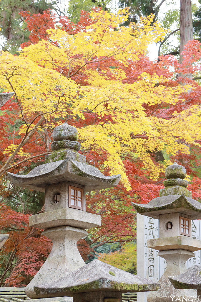 持JR山陽&山陰&北部九州地區鐵路周遊券,7日間走訪日本6縣(圖多)