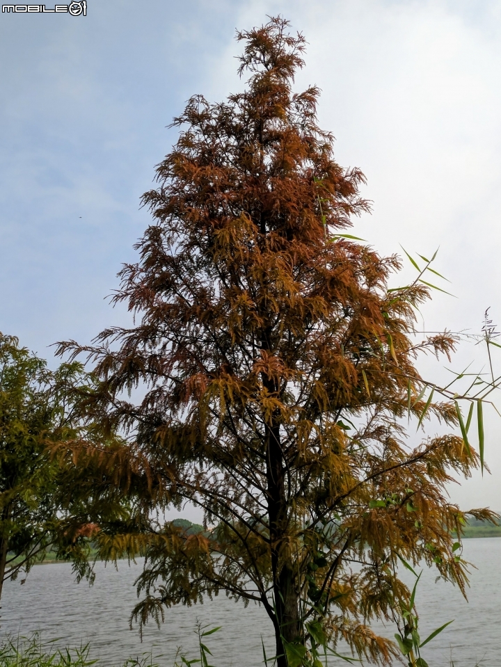 落羽松 台南市六甲區菁埔埤 12/24