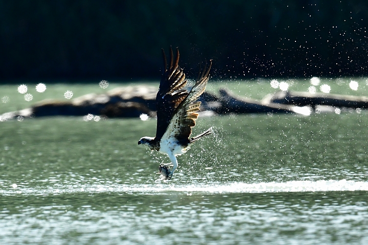 Nikon 600mm F4E手持5公斤拍攝的開箱文(特別北上新店灣潭拍魚鷹)